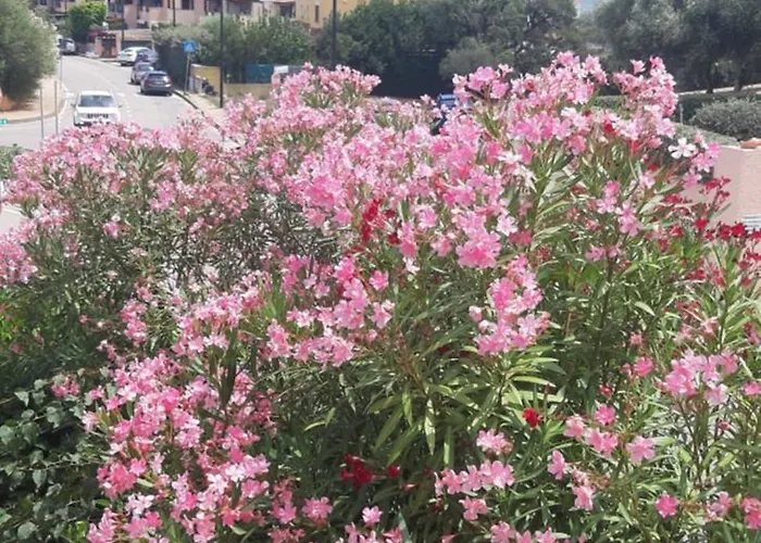 Raggio Di Sole - * Olbia